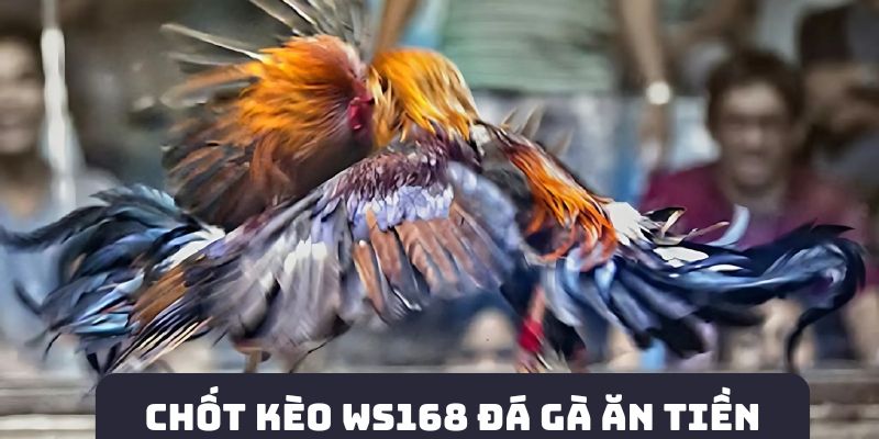 Chốt kèo WS168 đá gà ăn tiền mỗi ngày