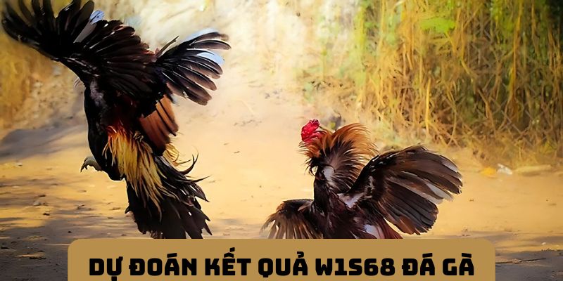 Dự đoán kết quả WS168 đá gà ăn tiền