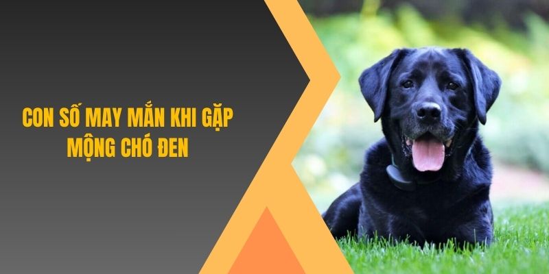 Con số may mắn khi gặp mộng chó đen